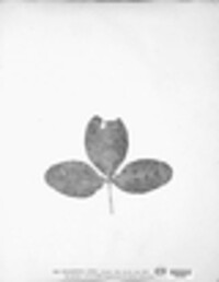 Ascochyta kabatiana image